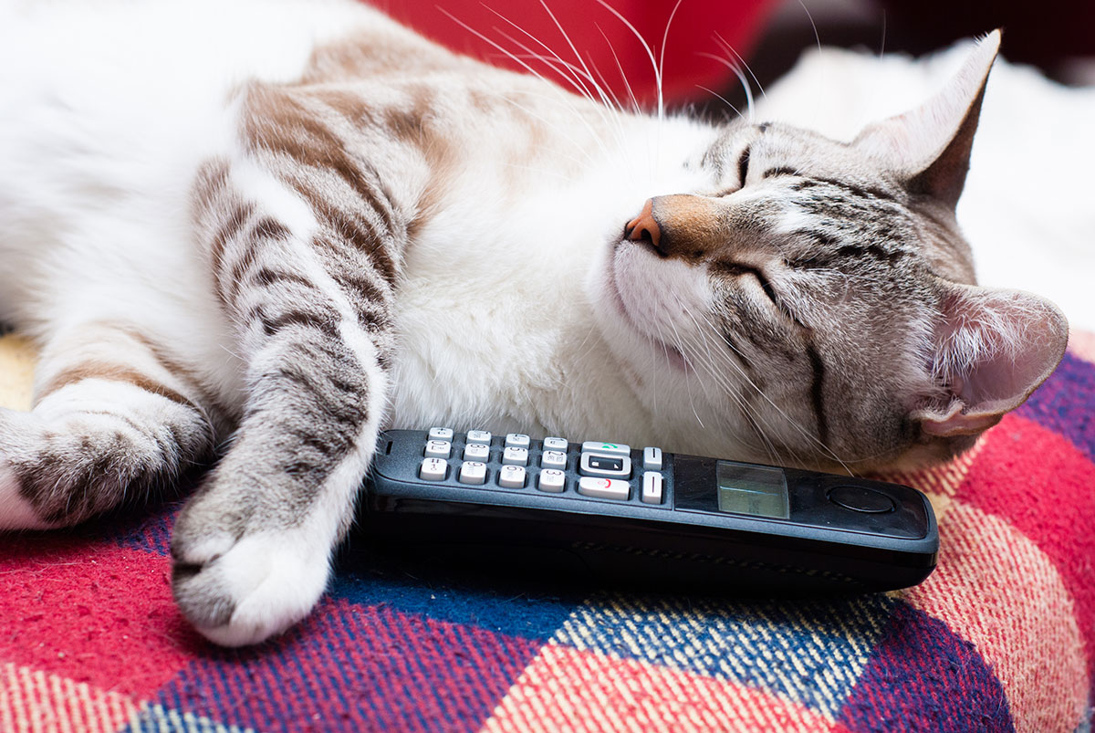 Cute cat playing with telephone. Scheudling The Pet Taxi App® on his own. The Pet Taxi App® offers Pet Transportation and Delivery Service for Groomers, Dog Daycares, Veterinarians, and Busy Pet Owners.
