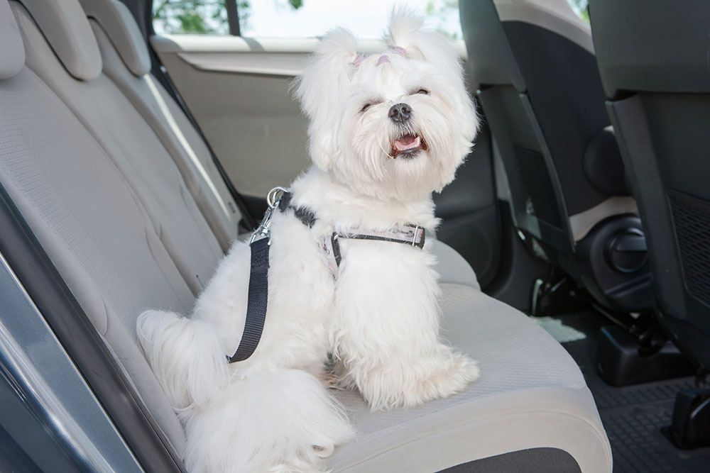 small dog Maltese sitting safe in the pet taxi car in the back seat in a safety harness. The Pet Taxi App offers Pet Transportation and Delivery Service for Groomers, Dog Daycares, Veterinarians, and Busy Pet Owners.